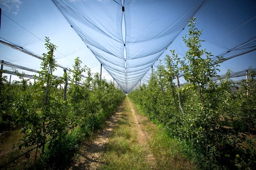 რა ჯდება სეტყვისგან დამცავი ბადეების მოწყობა