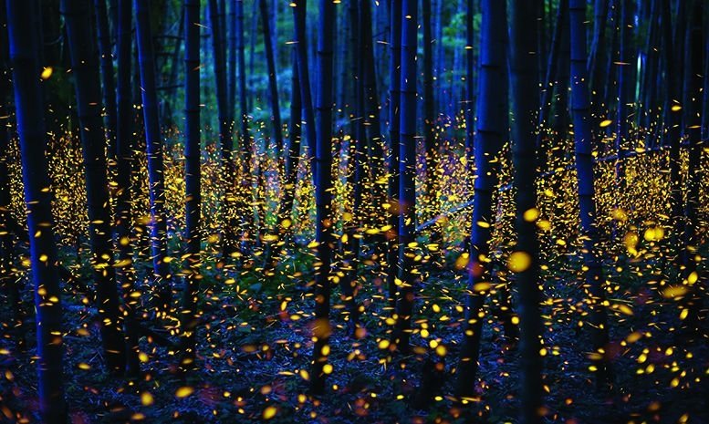 სად გაქრნენ ციცინათელები