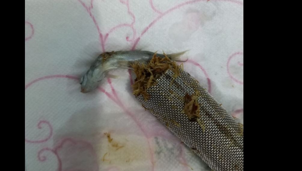 რა ჯანდაბას გვასმევთ? – რა იპოვა მოქალაქემ ონკანში