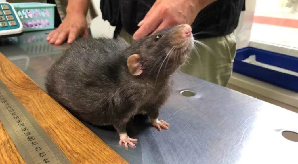 მსოფლიოში ყველაზე დიდი ზომის ვირთხა კიევში ცხოვრობს