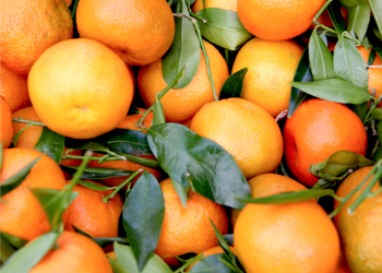 საქართველოდან 19.4 მლნ აშშ დოლარის მანდარინია ექსპორტირებული