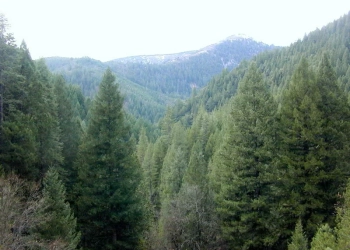 წიწვოვანი ხე-მცენარეების უკანონო მოპოვებისა და ტრანსპორტირების ფაქტები გამოვლინდა