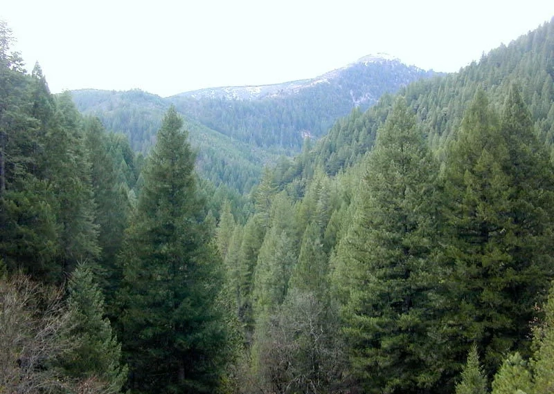 წიწვოვანი ხე-მცენარეების უკანონო მოპოვებისა და ტრანსპორტირების ფაქტები გამოვლინდა