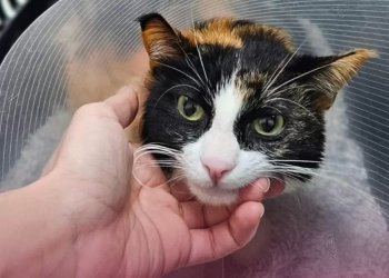 პირველად საქართველოში-კატას კიდურის ოპერაცია ჩაუტარდა