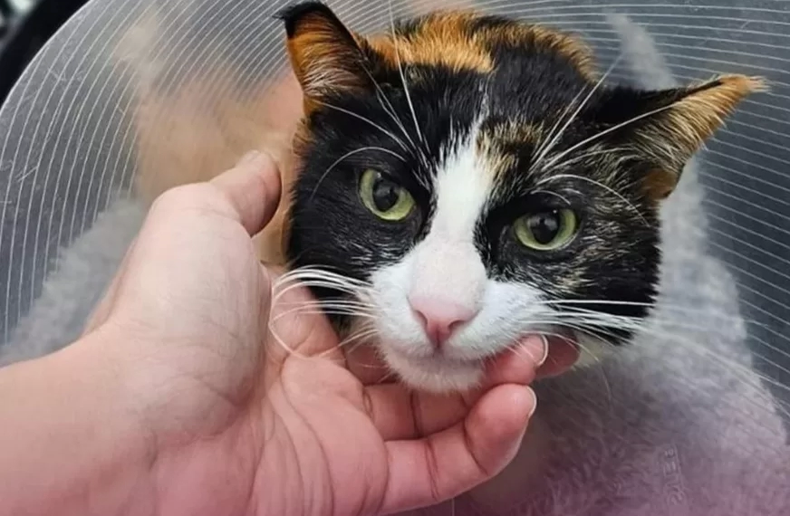 პირველად საქართველოში-კატას კიდურის ოპერაცია ჩაუტარდა