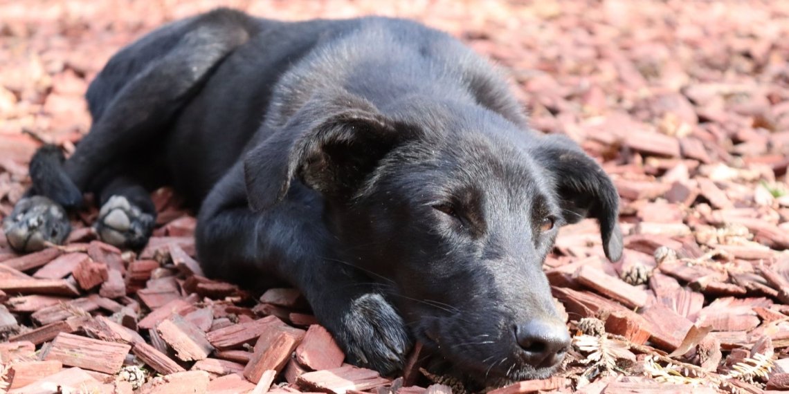 წყალტუბოს მერია მიუსაფარი ძაღლების ჰუმანურად დაჭერისათვის ტენდერს აცხადებს