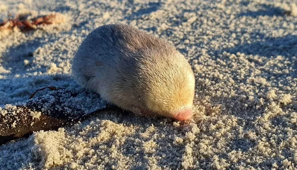 ბრმა,უიშვიათესი ოქროსფერი თხუნელა 86 წლის შემდეგ პირველად დააფიქსირეს