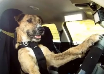 ახალ ზელანდიაში ძაღლებს მანქანის მართვას ასწავლიან