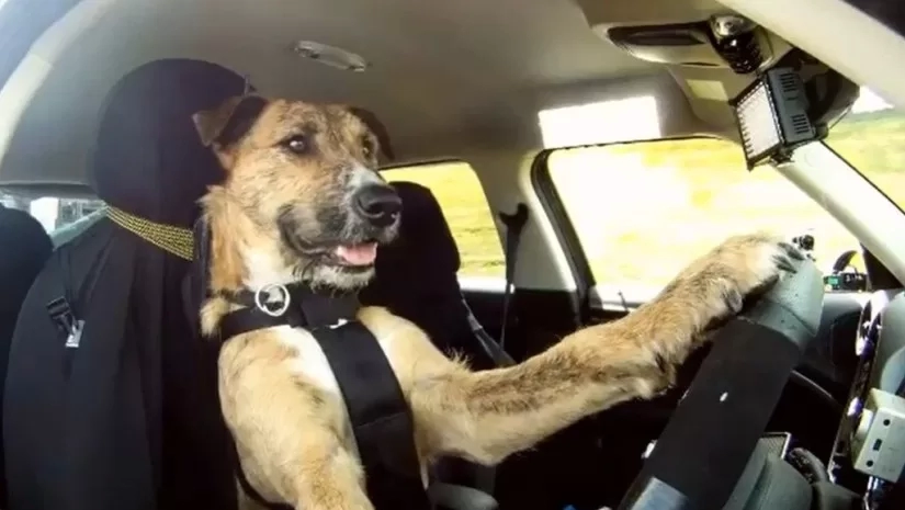 ახალ ზელანდიაში ძაღლებს მანქანის მართვას ასწავლიან