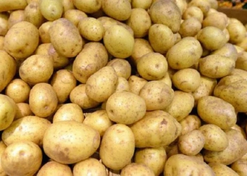 რუსეთიდან საქართველოში ჯანმრთელობისთვის საშიში კარტოფილი შემოჰქონდათ