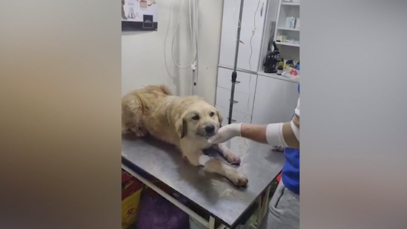 თბილისში ორი მიუსაფარი ძაღლი დაჭრეს