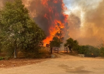 ჩილეში ტყის ხანძრებს ებრძვიან