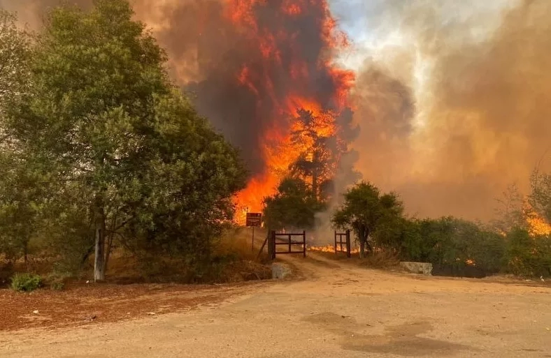 ჩილეში ტყის ხანძრებს ებრძვიან