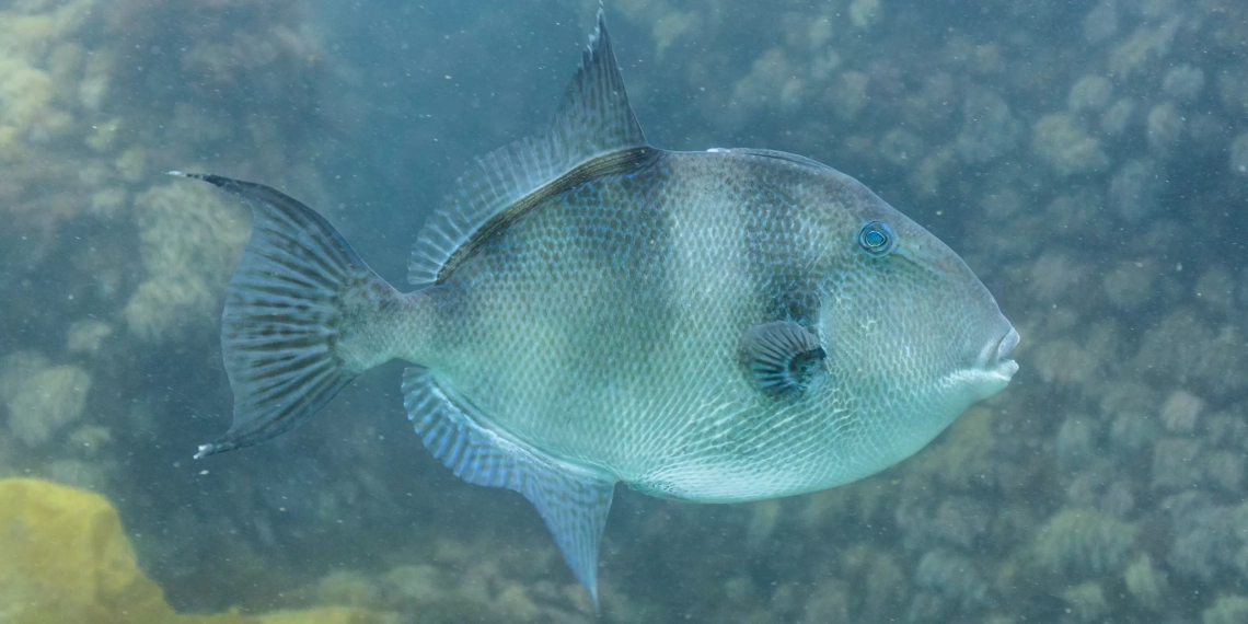 აფხაზეთის წყლებში გადაშენების პირას მყოფი თევზი აღმოაჩინეს