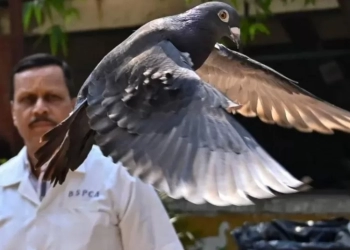 ინდოეთის პოლიციამ ჩინეთის სასარგებლოდ ჯაშუშობისთვის დაკავებული მტრედი გაათავისუფლა