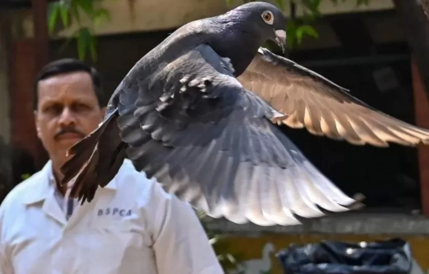 ინდოეთის პოლიციამ ჩინეთის სასარგებლოდ ჯაშუშობისთვის დაკავებული მტრედი გაათავისუფლა