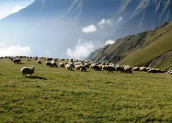 კატასტროფაა და მას უმძიმესი შედეგები მოჰყვება – აკადემიკოსი საძოვრების შესაძლო არასასოფლო-სამეურნეო დანიშნულების მინიჭებაზე