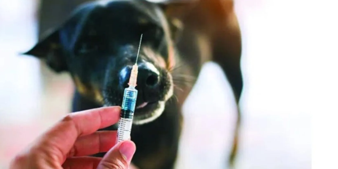 ჯამში 90 ძაღლიდან 14 მოკვდა- რა ხდება გურჯაანში