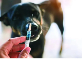 ჯამში 90 ძაღლიდან 14 მოკვდა- რა ხდება გურჯაანში