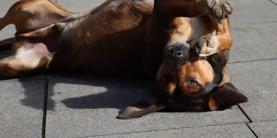 28 სექტემბერი ცოფთან ბრძოლის მსოფლიო დღეა- რა იგეგმება იმერეთში