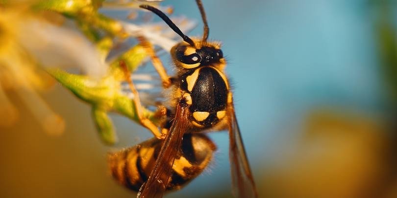 ახალციხეში, ბზიკის ნაკბენის გამო 55 წლამდე მამაკაცი კომაში ჩავარდა