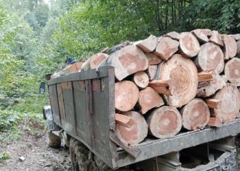 სატყეო სამსახურის თანამშრომლებმა იმერეთში ხე-ტყის უკანონო მოპოვებისა და ტრანსპორტირების ფაქტი გამოავლინეს