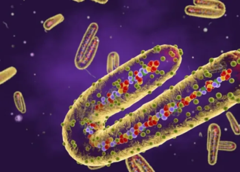 “ინფიცირებულთა ნახევარი იღუპება” – რა არის მარბურგის ვირუსი და როგორია მკურნალობის მეთოდი