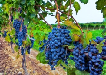 3 ოქტომბრის მდგომარეობით, საქართველოში 278 ათას ტონამდე ყურძენი გადამუშავებულია