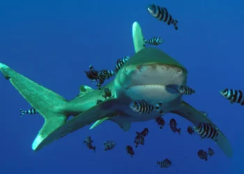 ეგვიპტეში ზვიგენის თავდასხმის შედეგად ტურისტი დაიღუპა