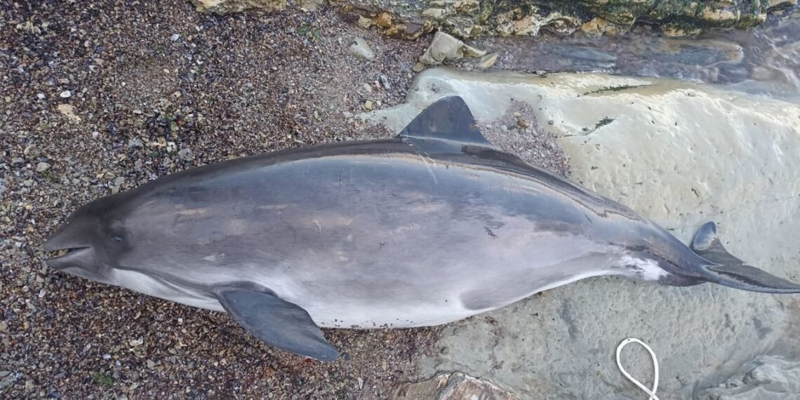 შავ ზღვაში მაზუთის ჩაღვრიდან დღემდე 32 დელფინი დაიღუპა