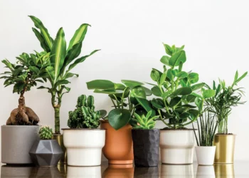 რა საფრთხე ემუქრებათ ოთახის მცენარეებს ზამთარში?