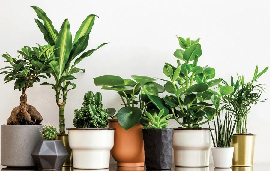 რა საფრთხე ემუქრებათ ოთახის მცენარეებს ზამთარში?