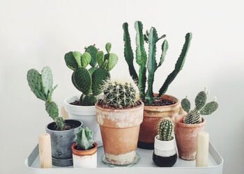 დამცავი თუ უსიამოვნების წყარო? რატომ არ უნდა გქონდეთ კაქტუსები სახლში