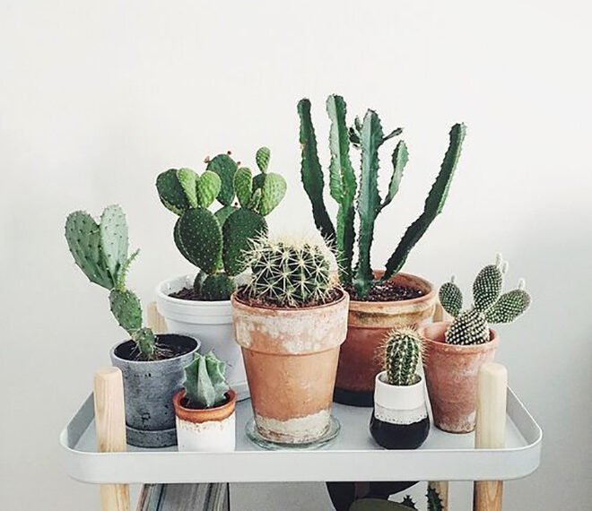 დამცავი თუ უსიამოვნების წყარო? რატომ არ უნდა გქონდეთ კაქტუსები სახლში