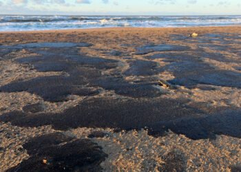 სერიოზული ეკოლოგიური კატასტროფაა, ასეთ გარემოში პრაქტიკულად ვერაფერი ცოცხლობს – რა ვითარებაა შავ ზღვაში