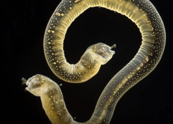 უძველესი ჭია 46,000 წლის შემდეგ გაცოცხლდა – მეცნიერული გარღვევა თუ საფრთხე?