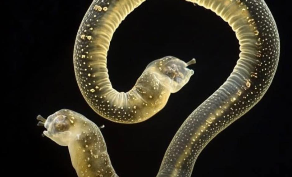 უძველესი ჭია 46,000 წლის შემდეგ გაცოცხლდა – მეცნიერული გარღვევა თუ საფრთხე?