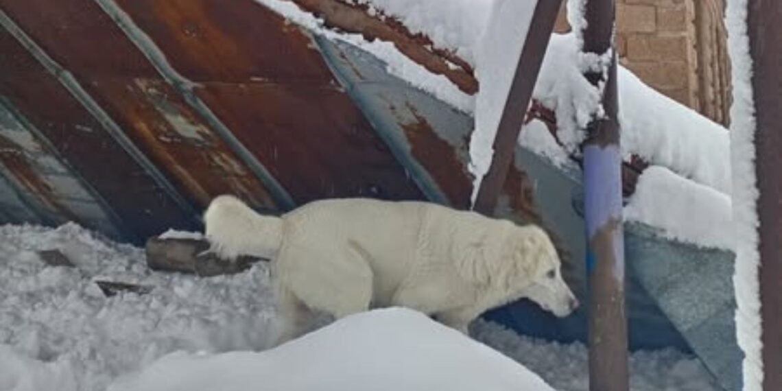 “3 დღე უშუქოდ,  უგზოდ,  ზოგს საკვებიც არ აქვს” – ვანში დახმარებას ითხოვენ