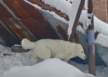 “3 დღე უშუქოდ,  უგზოდ,  ზოგს საკვებიც არ აქვს” – ვანში დახმარებას ითხოვენ