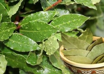 “დაფნის ფოთოლი შეკარით წითელი ძაფით…”- თუ ფიქრობთ ვიღაცამ გაგთვალათ, ეს რჩევა გამოგადგებათ