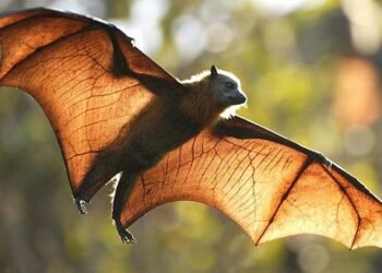 ჩინეთში მეცნიერებმა ღამურებში კორონავირუსის ახალი შტამი აღმოაჩინეს – რას ამბობენ მეცნიერები