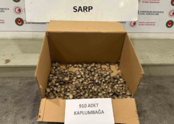 საქართველოდან თურქეთში 910 წყლის კუ კონტრაბანდულად გადაჰქონდათ