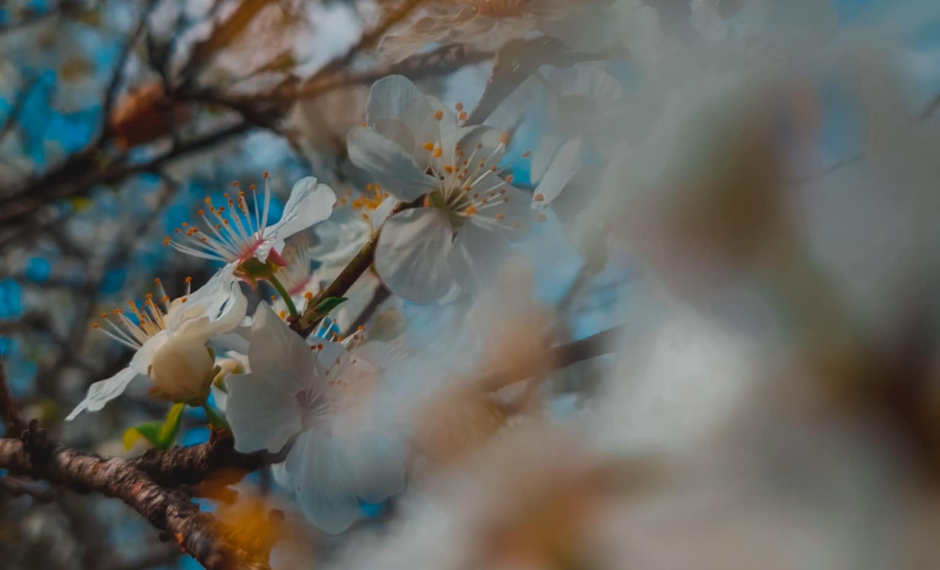 ერთი თვის განახლებული ამინდის პროგნოზი