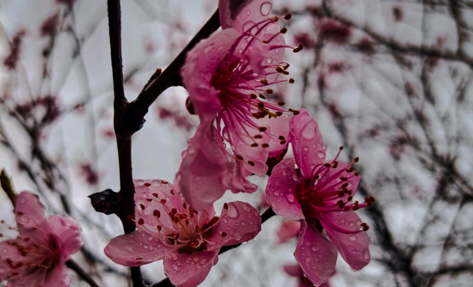 “მოსალოდნელია წვიმა და თოვლი” – ამინდის პროგნოზი