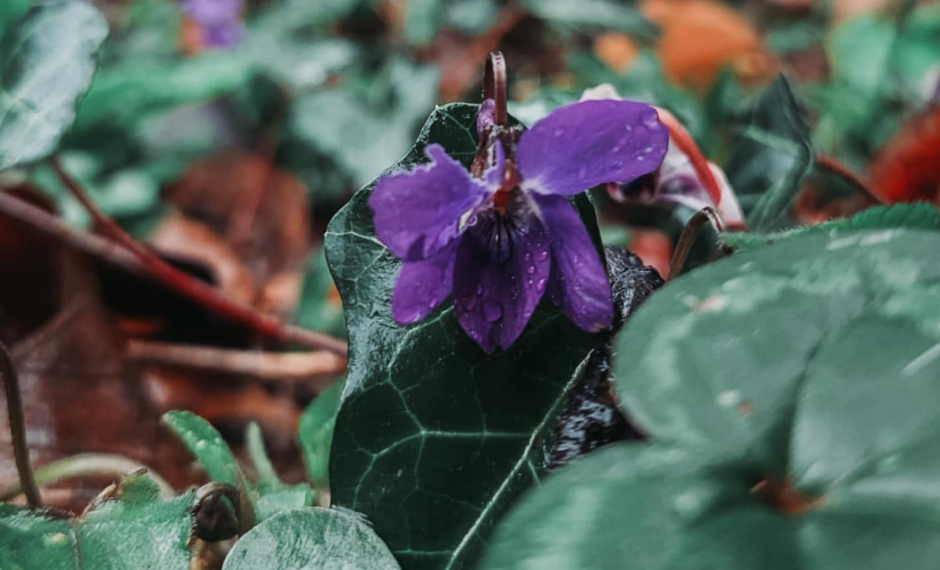 მოსალოდნელი ამინდის შესახებ  გარემოს ეროვნული სააგენტო ინფორმაციას ავრცელებს