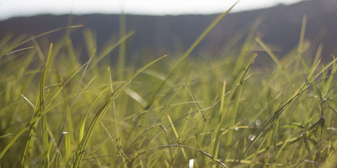 მცენარეები, რომლებიც შხამიან ქვეწარმავლებს იზიდავენ