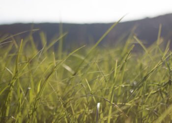 მცენარეები, რომლებიც შხამიან ქვეწარმავლებს იზიდავენ