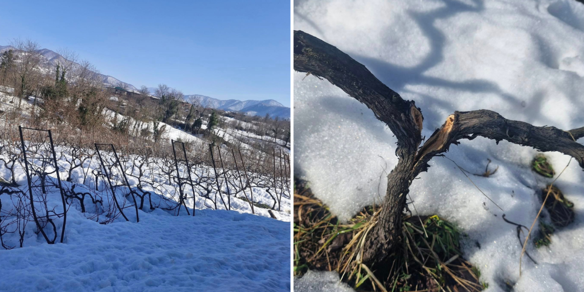 გულის შეტევას ძლივს გადავურჩი ეს სურათი რომ ვნახე – დიდთოვლობის შედეგი იმერეთში