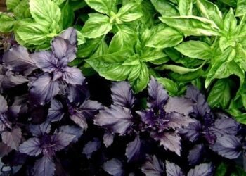 „მასთან მიკარებითაც კი ყველა დაავადებას მოირჩენ…“ – რეჰანის ჯადოსნური თვისებები