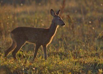 გარემოსდაცვითი ზედამხედველობის დეპარტამენტის თანამშრომლებმა თეთრიწყაროში შველზე ნადირობის ფაქტი გამოავლინეს